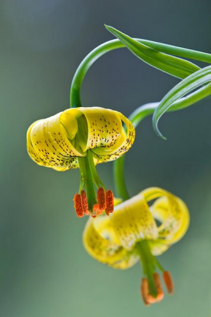 Flora Pirenaica