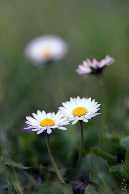 Flores (Bellis perennis)