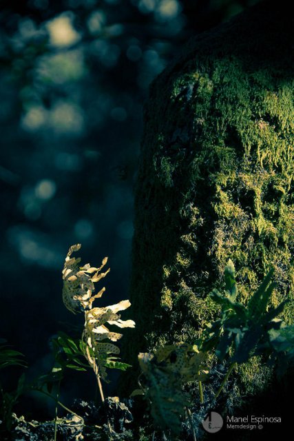 Forest ballerina