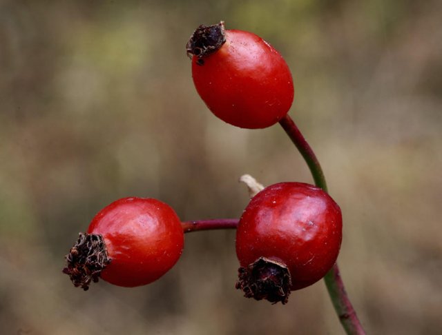 Frutos silvestres