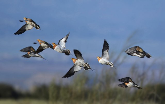 Ganga ibérica (II) (Pin-tailed Sandgrouse)