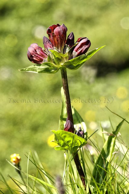 Gentiana purpurea