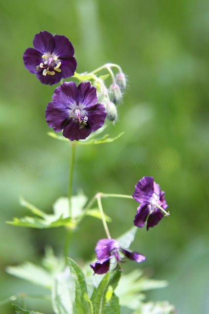 Geranium phaeum