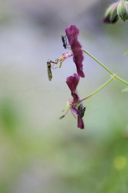 Geranium phaeum