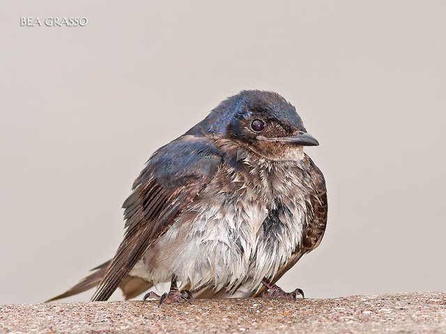 Golondrina mojada...