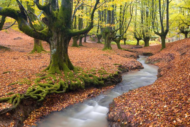 Gorbea clásico