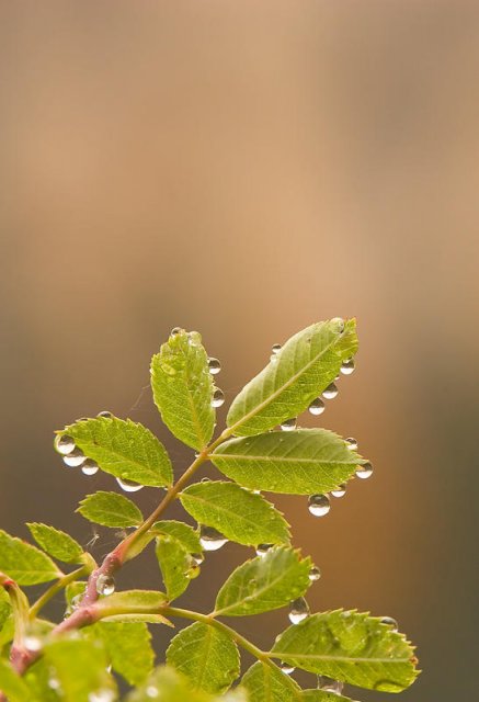 Gotas de otoño