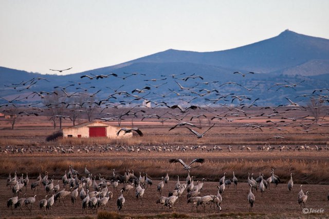 Grullas con paisaje