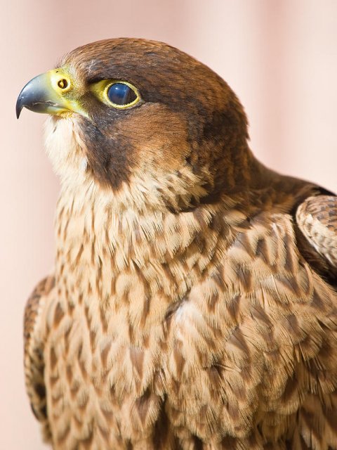 Halcón peregrino