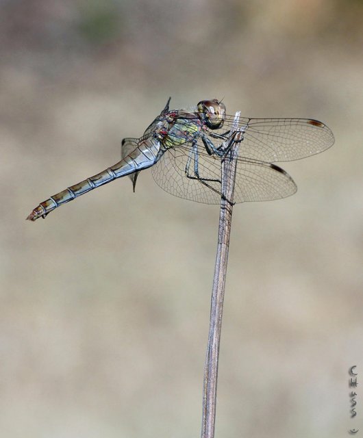 Hembra de Sympetrum striolatum