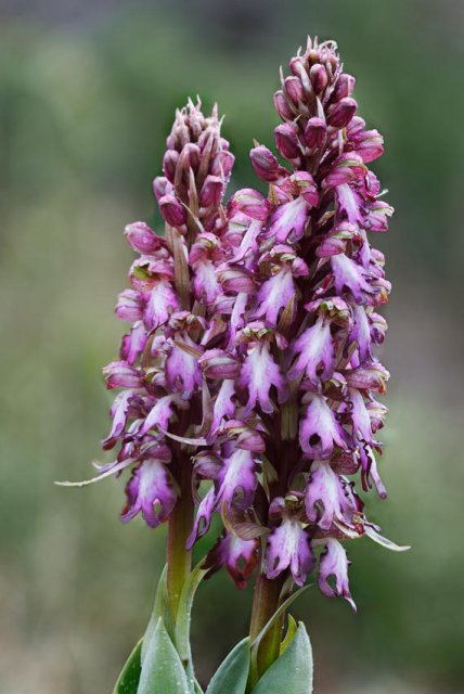 Himantoglossum robertianum