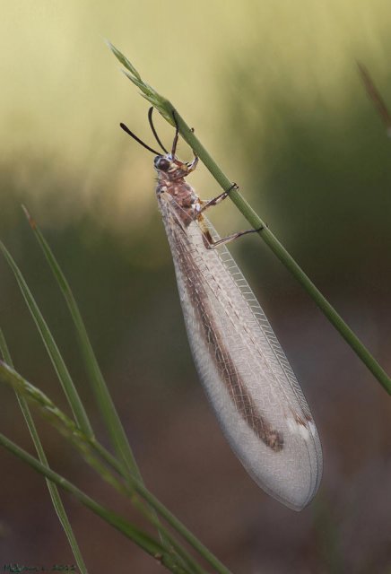 Hormiga león (Myrmeleon formicarius)