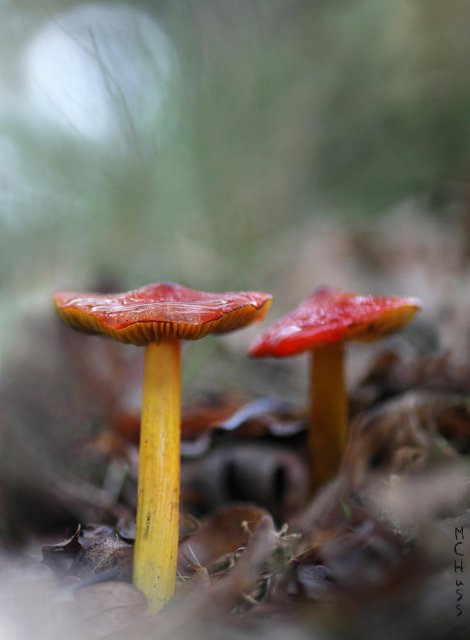 Hygrocybe conica