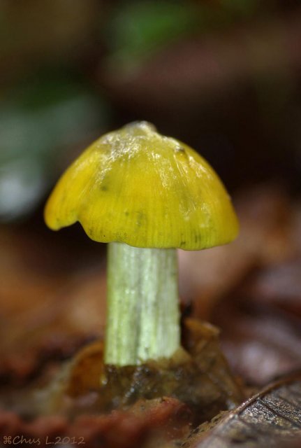 Hygrocybe sp