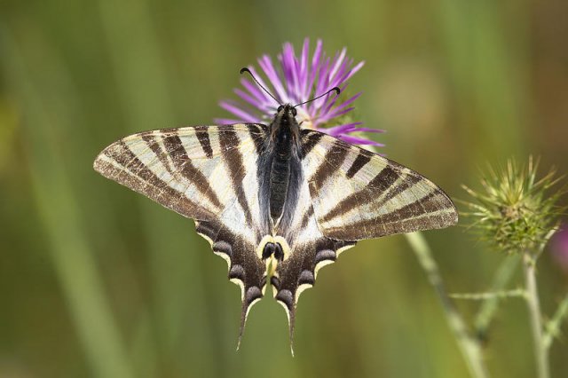 Iphiclides