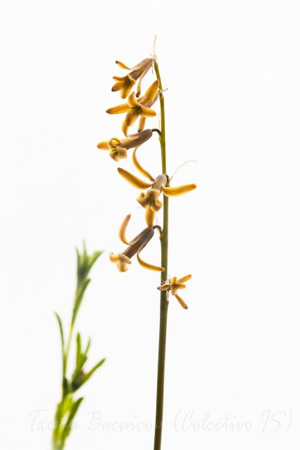 Jacinto silvestre  (Dipcadi serotinum)