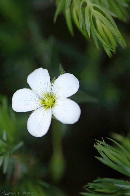 Blanquita (Arenaria montana)