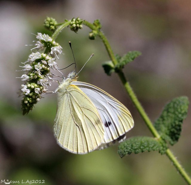 La blanquita de la col (Pieris rapae)