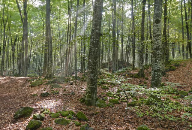 La fageda d'en Jordà