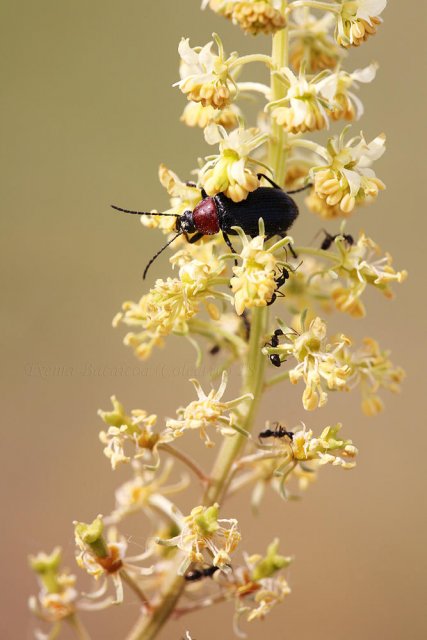 La fauna de la reseda