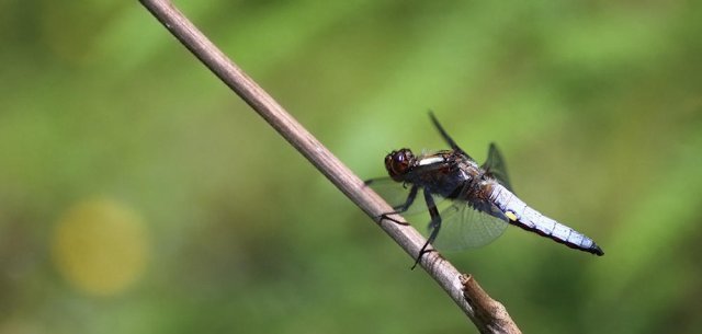 La libélula de vientre plano (Libellula depressa)