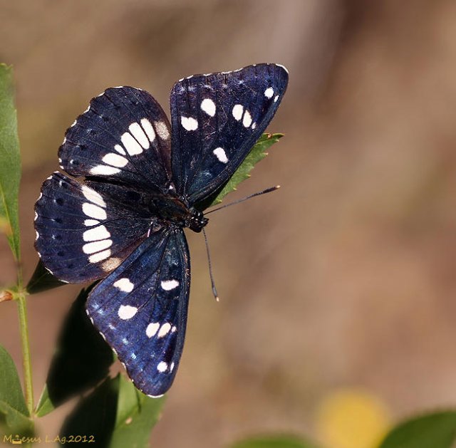 La ninfa de los bosques: la cara (Limenitis reducta)