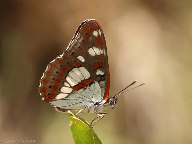 La ninfa de los bosques: la cruz (Limenitis reducta)