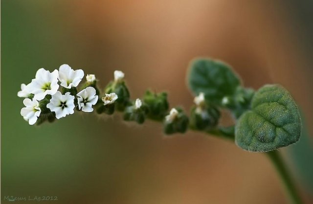 La verrucaria (Heliotropium europaeum)