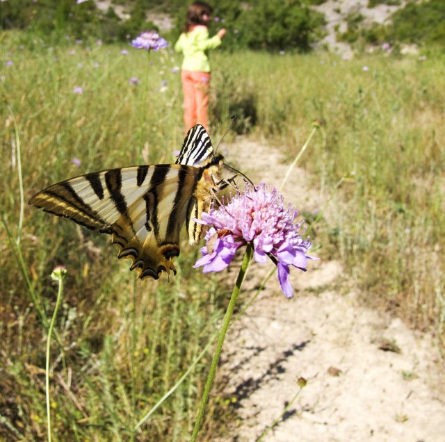 Las maripositas