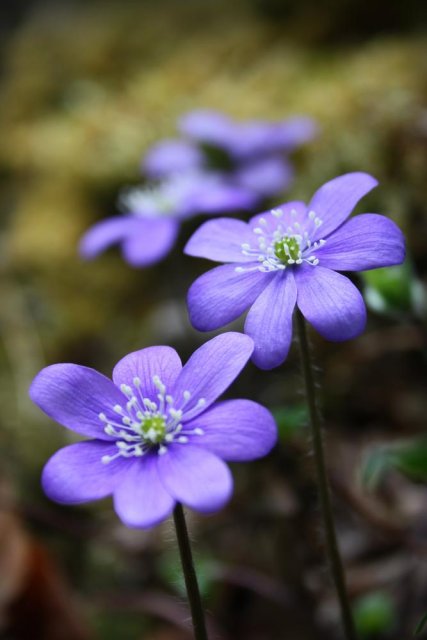 Las violetas