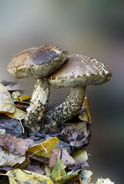 Leccinum scabrum