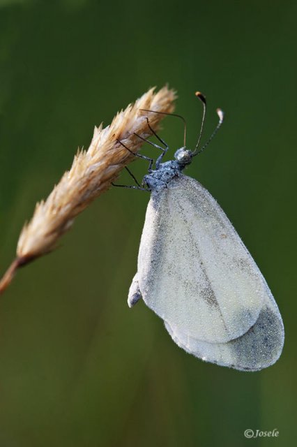 Leptidea sinapis