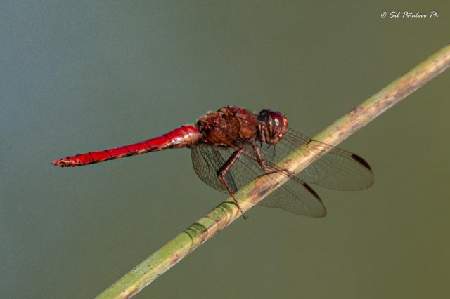 Libélula naranja