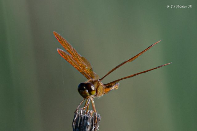 Libélula naranja