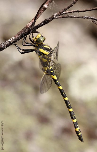 Libélula tigre (Cordulegaster boltonii)