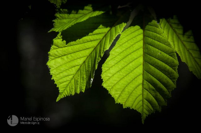 Light on leaves