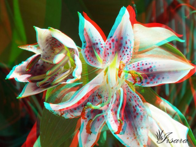 Lilium