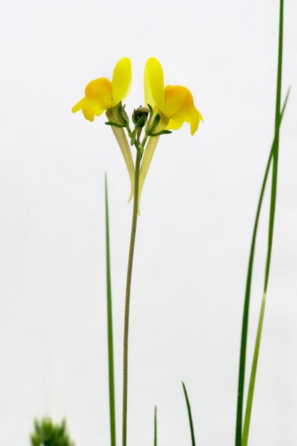 Linaria oblongifolia