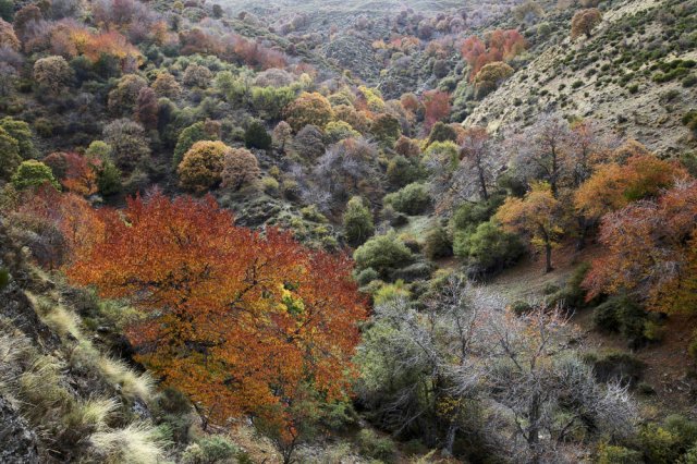 Los colores del Camarate II