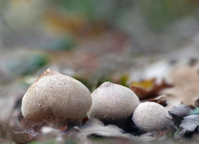 Lycoperdon..con perdón..