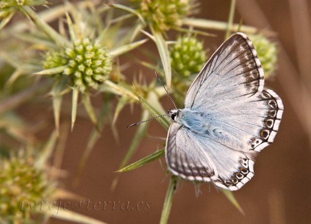 Lysandra hispana