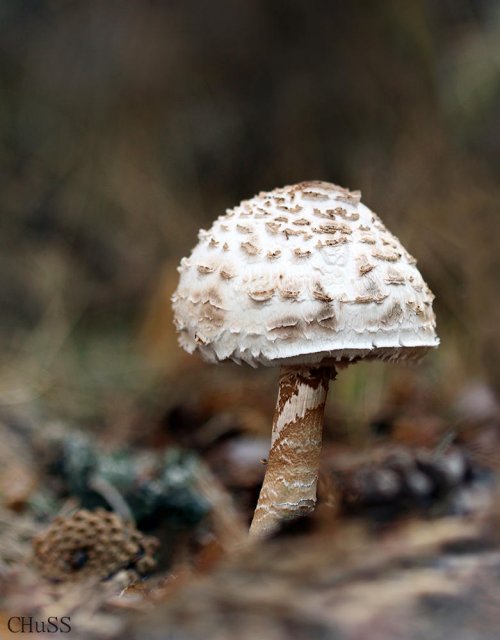 Macrolepiota