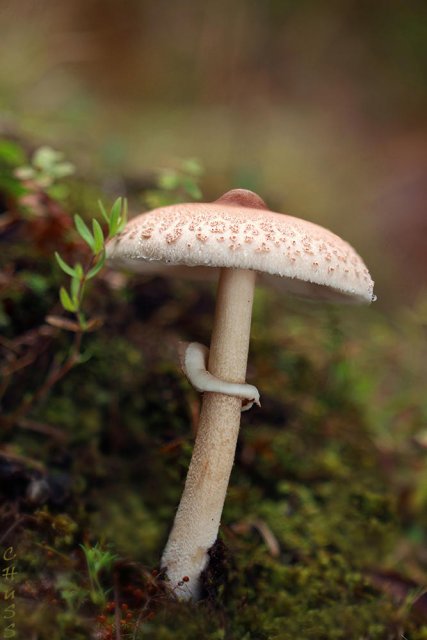 Macrolepiota mastoidea