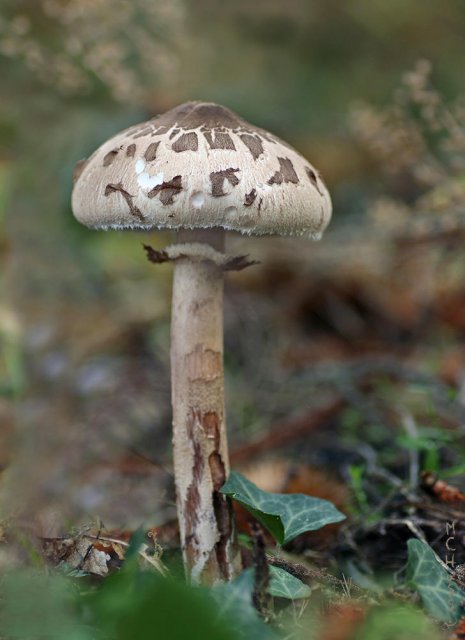 Macrolepiota T