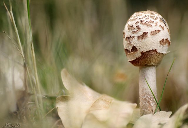 Macrolepiota