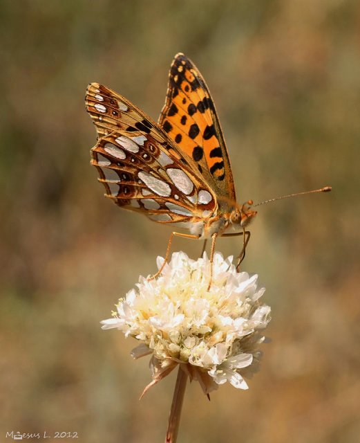 Manchas plateadas I (Issoria lathonia)