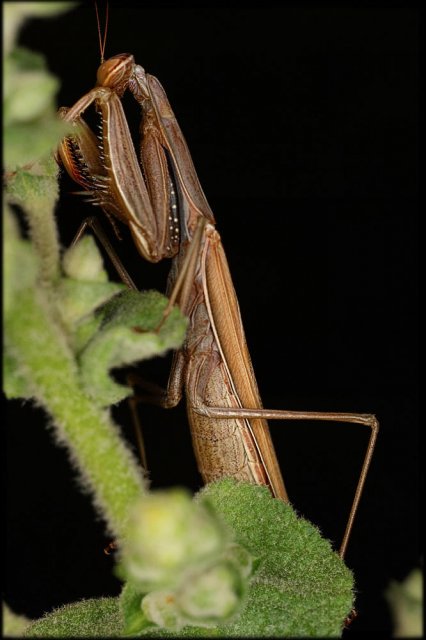 Mantis religiosa.