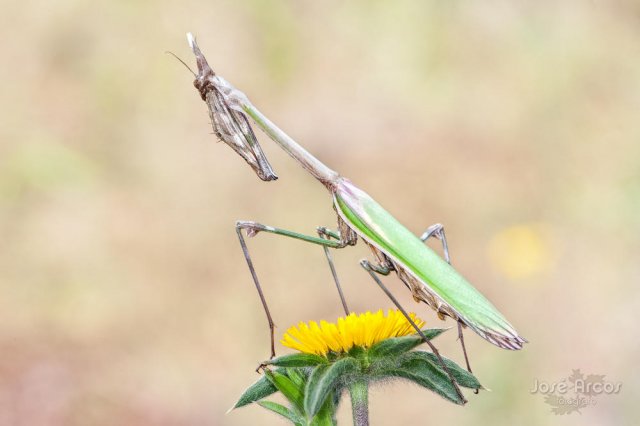 Empusa pennata