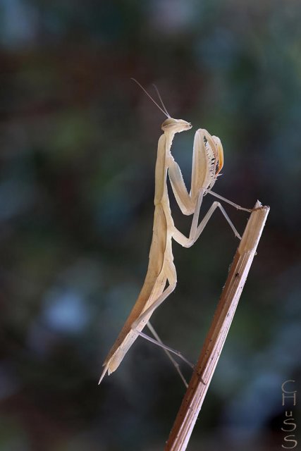 Mantis religiosa