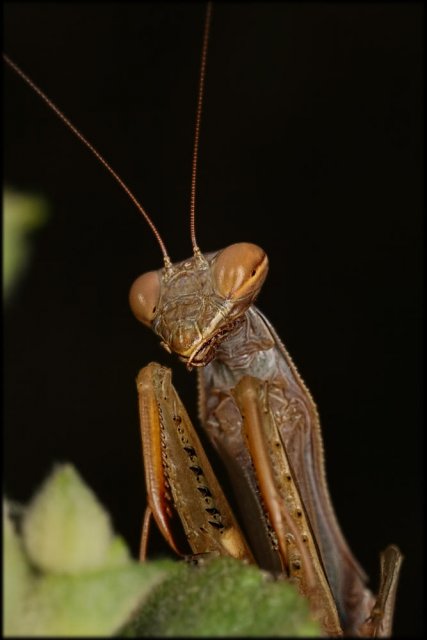 Mantis religiosa - color pardo -